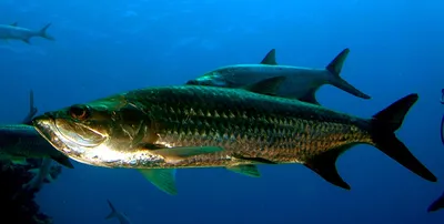 Tarpon рыба megalops atlanticus, пойманная рыбаками морская пища морская  рыбалка | Премиум Фото