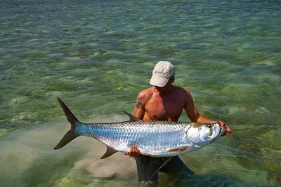 Как охотится атлантический тарпон (Megalops atlanticus) в мангровых  зарослях ? - YouTube