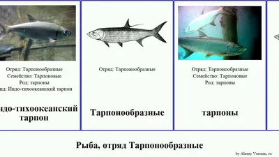 Публикации Tarpon - Страница 5 - Русская Рыбалка 4