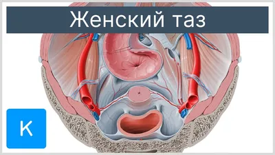 МРТ органов малого таза в Киеве – цена 1800 грн. на МРТ малого таза в СДС