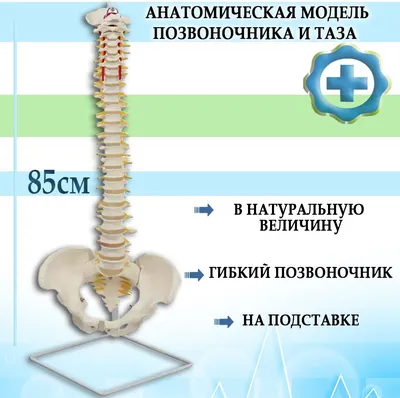 Женский таз