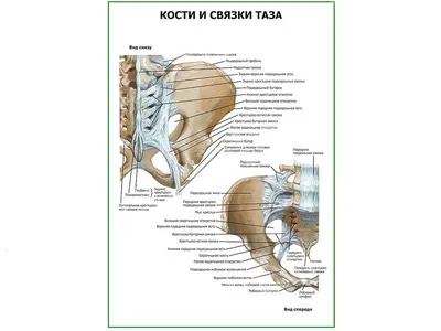 Анатомическая модель позвоночника и таза человека на подставке 85 см в  натуральную величину - купить с доставкой по выгодным ценам в  интернет-магазине OZON (828678821)