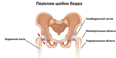 Таз человека в позвоночнике — скелетная структура, Представительство  человека - Stock Photo | #160217464