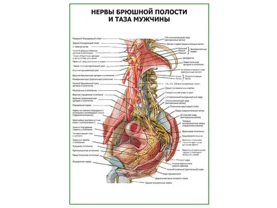 Илиевая Кость Таз Тазобедренной Кости Анатомия Человека Скелетная Структура  Xray — стоковые фотографии и другие картинки Анализировать - iStock