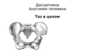 Женский таз : нормальная анатомия | e-Anatomy