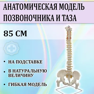 Перекос таза: как распознать и что делать | Йогатерапия с Татьяной Дудиной  | Дзен