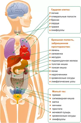 Модель женского таза со связками, сосудами, нервами, мышцами тазового дна и  органами - 3B Smart Anatomy - 1000288 - H20/4 - Модели гениталий и таза -  3B Scientific