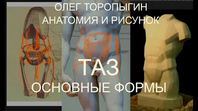 Мужской таз : нормальная анатомия | e-Anatomy