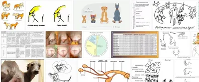 Фото собаки в течке - качественное изображение