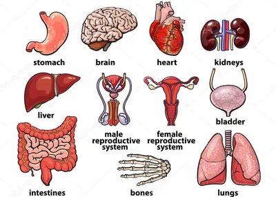 Органы и Скелет человека. | Easy English - для начинающих | Дзен