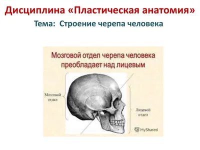 Тема : \"Происхождение человека\" (10 часов). Методический план