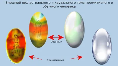 Скелет человека — Википедия