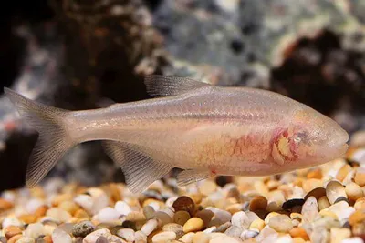 Тетра Королевская - Nematobrycon Palmeri - Рыбки - Nano Fish