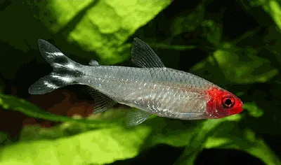 Тетра черная вдова (Gymnocorymbus Ternetzi) | Азбука аквариумных рыбок и  растений | Дзен