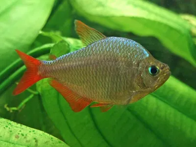 Тетра колумбийская сапфировая (Hyphessobrycon columbianus) - аквариумная  рыбка в Екатеринбурге - Интернет-магазин AlexAquaShop.ru