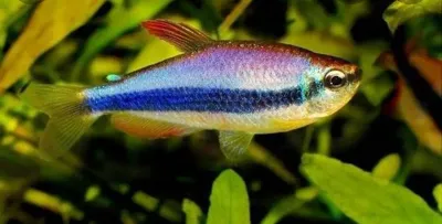 Тетра сапфировая, Хифессобрикон эквадорский (Hyphessobrycon columbianus) |  Aquarium-Style