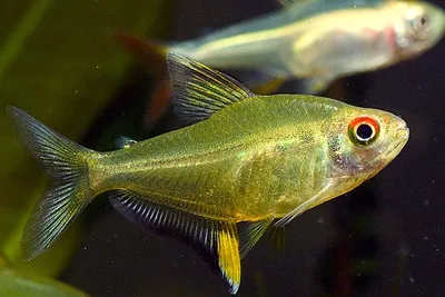 Аквариумная рыбка Эритрозонус - тетра светлячок. Купить аквариумных рыбок