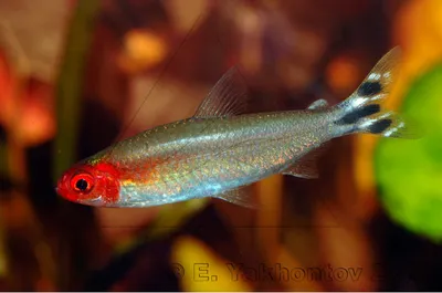 Рыбки Тетры – содержание и уход, описание, размножение, фото