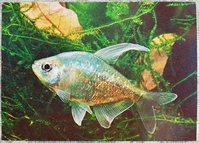Tetra (Тетра) Rubin Flakes - Корм для всех видов декоративных аквариумных  рыб (усиление окраса), хлопья заказать товары Рыбам | Zoolandia