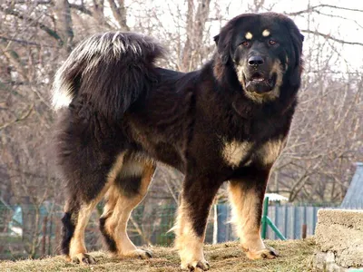 Величественные тибетские собаки в картинках