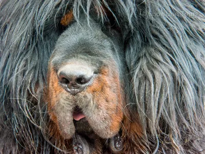 Завораживающие пейзажи с тибетскими собаками в кадрах