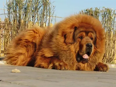 Выразительные фотографии тибетской породы собак