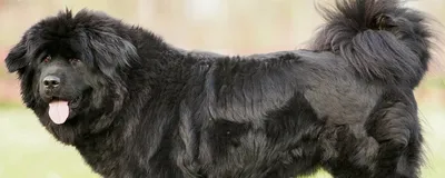 Фото высокого качества тибетских собак