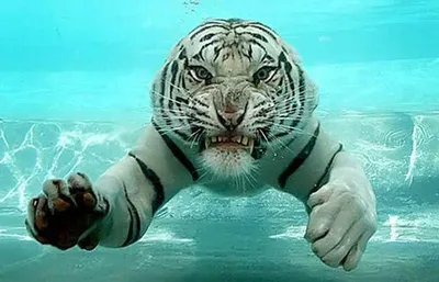 [80+] Тигр под водой фото фото
