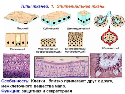 Ткани человека фото