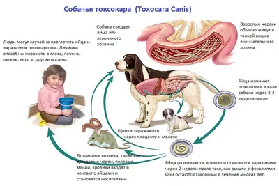 Фото Токсокароз у собак: изображения для документации и исследований