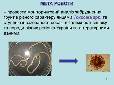 Фото Токсокароз у собак: фотографии собак с этим заболеванием