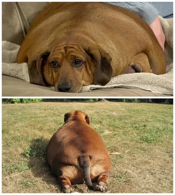 Толстая собака: Изображение скачать бесплатно в формате jpg