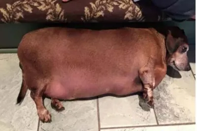 Фото с толстой собакой: Красочные обои для рабочего стола