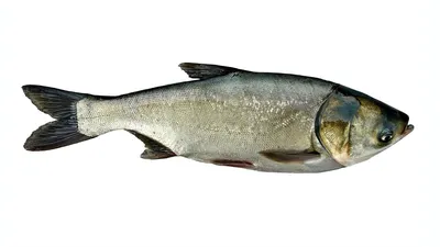 Рыба Толстолобик Свежий - «Толстолобик это кто? Как его вкусно  приготовить?! » | отзывы