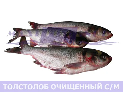 Что за рыба - толстолобик | Северянин | Дзен