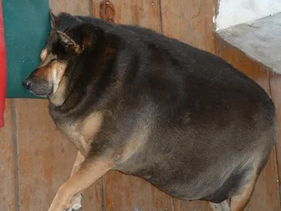 Толстых собак фотографии