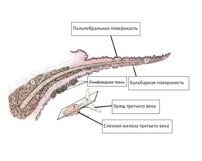 Фото с третьим веком у собак: таинственные взгляды