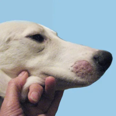 Фото с трихофитией у собак для использования в презентациях