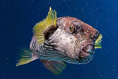 6 шт океанских животных тропические рыбы сотовый шар подводный мир день  рождения украсить вечеринку – лучшие товары в онлайн-магазине Джум Гик