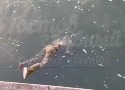 На городском пляже из воды вытащили труп мужчины | Новости Саратова и  Саратовской области сегодня