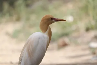 Рыжеватая цапля: птица, которая рушит привычные представления о цаплях (7  фото) » Невседома