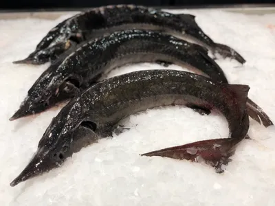 Царская рыба Стерлядь из семейства осетровых | Новости