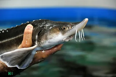 Calaméo - Линь рыба царская