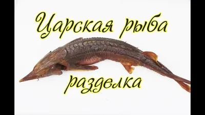 Белорыбица – царская рыба | Рыба моей мечты | Дзен