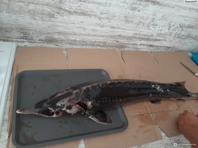 🐟 Поистине царская рыба‼️ Кутум. Рыба, которая не нуждается в рекламе.  Обитает в Каспийском море. 🔹Кто хоть раз пробовал эту рыбу, на всю… |  Instagram