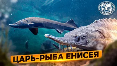 Как выращивают \"царскую рыбу\" под Костромой - Российская газета