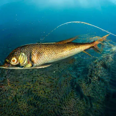 Царская рыба - ЯПлакалъ