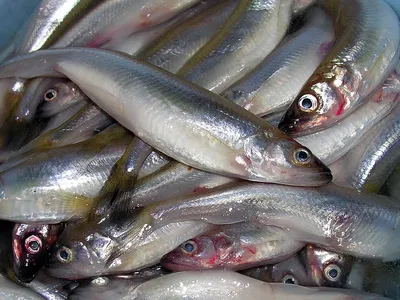 Царская рыба | Пикабу