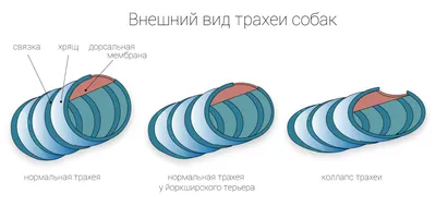 Фотографии Цианоза у собак с хорошим разрешением