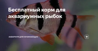 Данио Хопра (Danio choprae) - Рыбки - Nano Fish